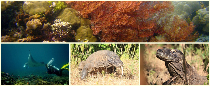 Komodo Trekking und Tauchen